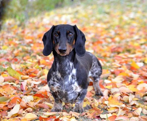 Собаки в Тольятти: Вязка Мальчик, 15 000 руб. - фото 3