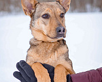 Собаки в Москве: Ушастик в поисках семьи Мальчик, Бесплатно - фото 7