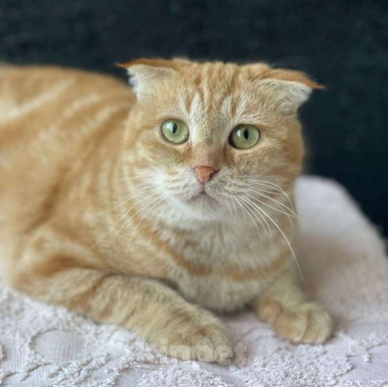 Кошки в Москве: Рыжая кошечка в добрые руки 🧡 Девочка, Бесплатно - фото 2
