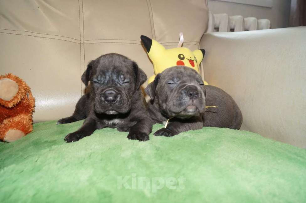 Собаки в Ейске: Щенки Кане-Корсо Мальчик, Бесплатно - фото 2