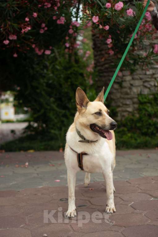 Собаки в других городах Краснодарского края: Австралийская пастушья собака по версии Яндекс в дар  Девочка, Бесплатно - фото 5