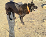 Собаки в Самаре: Нашла овчарку Девочка, 1 руб. - фото 6
