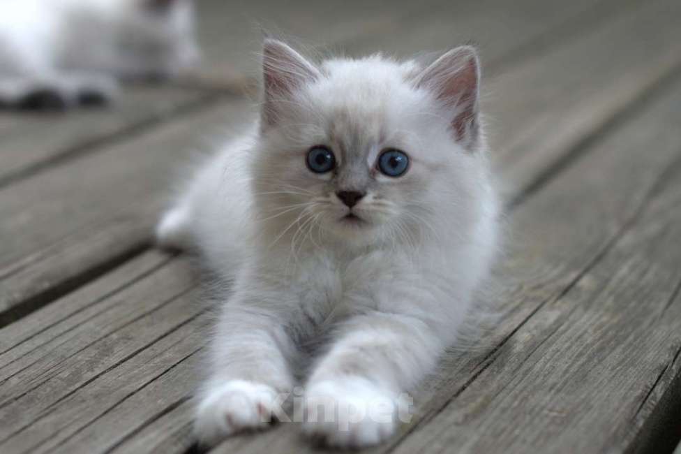 Кошки в Санкт-Петербурге: невские маскарадные котята Девочка, Бесплатно - фото 4