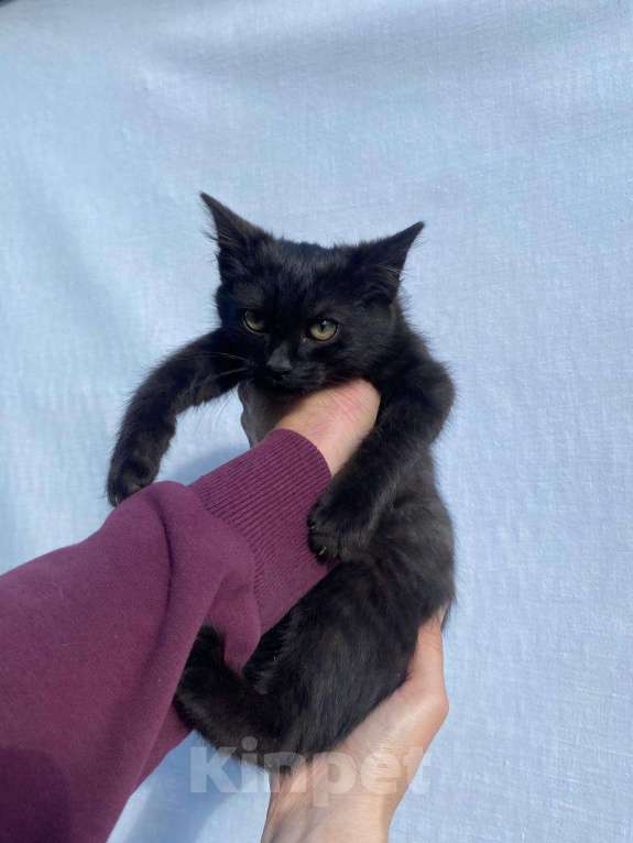 Кошки в других городах Московской области: Космос Мальчик, Бесплатно - фото 4