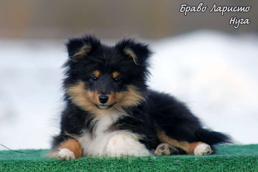 Собаки в Рязани: Небольшая собачка в квартиру Разнополые, 70 000 руб. - фото 6