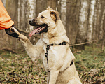 Собаки в Москве: Собака в добрые руки Девочка, Бесплатно - фото 3