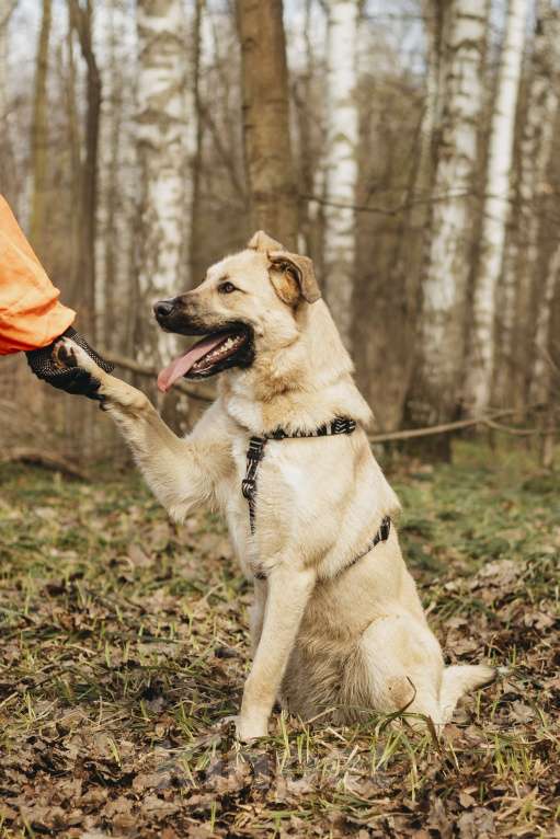 Собаки в Москве: Собака в добрые руки Девочка, Бесплатно - фото 3