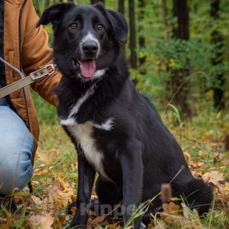 Собаки в Москве: Найт Мальчик, Бесплатно - фото 4
