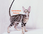 Кошки в других городах Самарской области: Мраморная кошечка Девочка, Бесплатно - фото 1