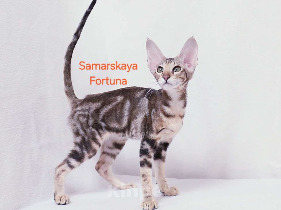 Кошки в других городах Самарской области: Мраморная кошечка Девочка, Бесплатно - фото 1