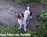 Собаки в Санкт-Петербурге: Окрас бело шоколадный триколор чихуахуа Девочка, 70 000 руб. - фото 1