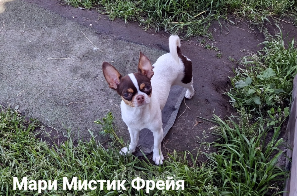 Собаки в Санкт-Петербурге: Окрас бело шоколадный триколор чихуахуа Девочка, 70 000 руб. - фото 1