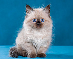 Кошки в Омске: Невские маскарадные котята Девочка, 35 000 руб. - фото 1