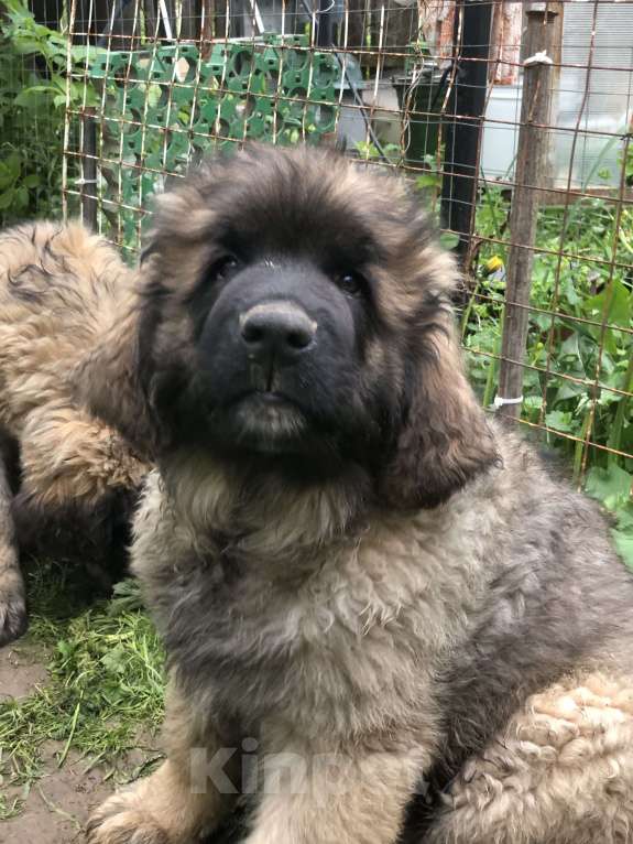 Собаки в других городах Московской области: Ария Прайд Елизар Мальчик, 150 000 руб. - фото 2