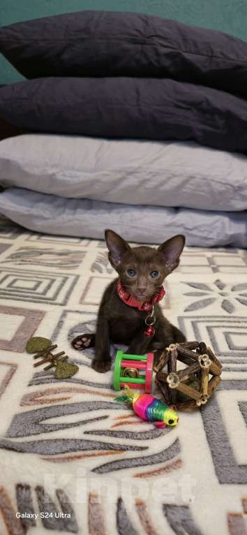 Кошки в Москве: Девочка с красным ошейником Девочка, 50 000 руб. - фото 3