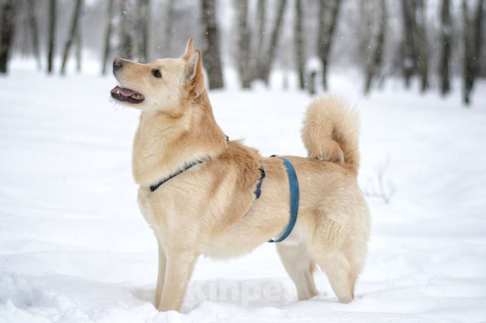 Собаки в Москве: Персик Мальчик, Бесплатно - фото 8