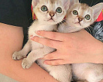 Кошки в Бологом: Продажа сингапурских котят, 100 000 руб. - фото 4