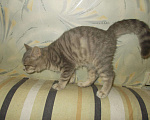 Кошки в Новокубанске: котята, 5 500 руб. - фото 2