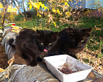Кошки в Карачеве: Угольки-близнецы, 100 руб. - фото 7