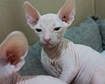 Кошки в Дубовке: Котята Донского сфинкса, 5 000 руб. - фото 5