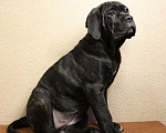 Собаки в Мурманске: Щенки Кане Корсо, 40 000 руб. - фото 7