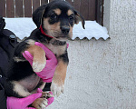 Собаки в Яхроме: Милые щенки в добрые руки Девочка, 5 руб. - фото 6