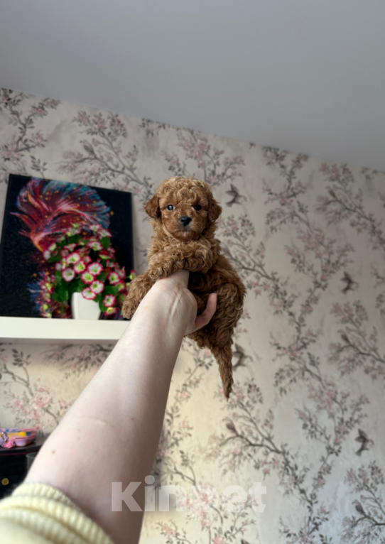 Собаки в Москве: Девочка Девочка, 50 000 руб. - фото 1