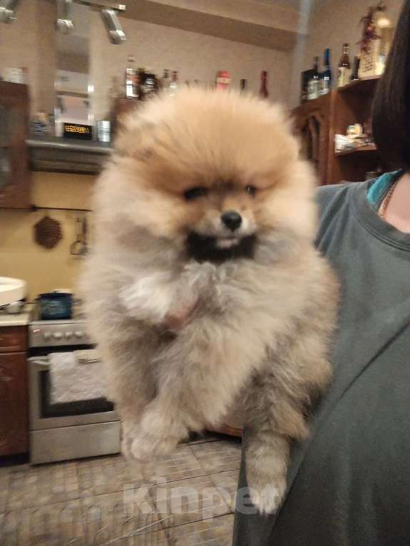 Собаки в Нижнем Тагиле: Щенки шпицули Девочка, 25 000 руб. - фото 3