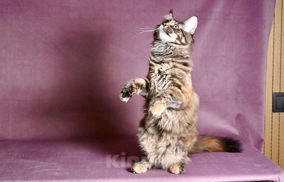 Кошки в Саратове: Мейн Кун Девочка, 50 000 руб. - фото 4