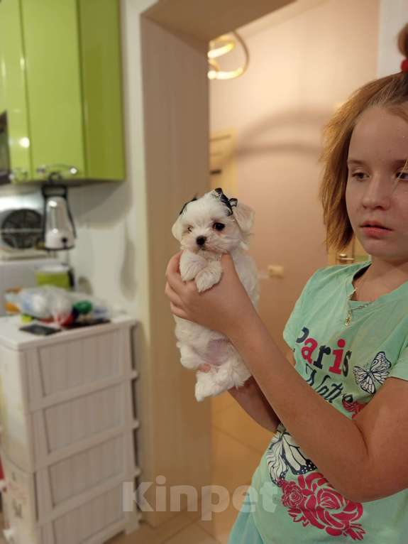 Собаки в Липецке: Мальтезе МАЛЬТИЙСКАЯ БОЛОНКА  Мальчик, 40 000 руб. - фото 6