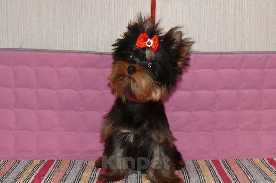 Собаки в Королеве: Йорк мальчик мини, 4,5 мес Мальчик, 23 000 руб. - фото 4