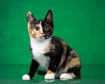 Кошки в Люберцах: Трехцветный котёнок по кличке Юка ищет свою семью. Девочка, 1 руб. - фото 4