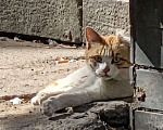 Кошки в Москве: Рыжий Пьер Безухов - уличный котик, спасенный из разрушенного дома, ждет встречи с другом Мальчик, Бесплатно - фото 3