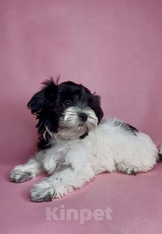 Собаки в Москве: Мальтипу- девочка. Девочка, Бесплатно - фото 1