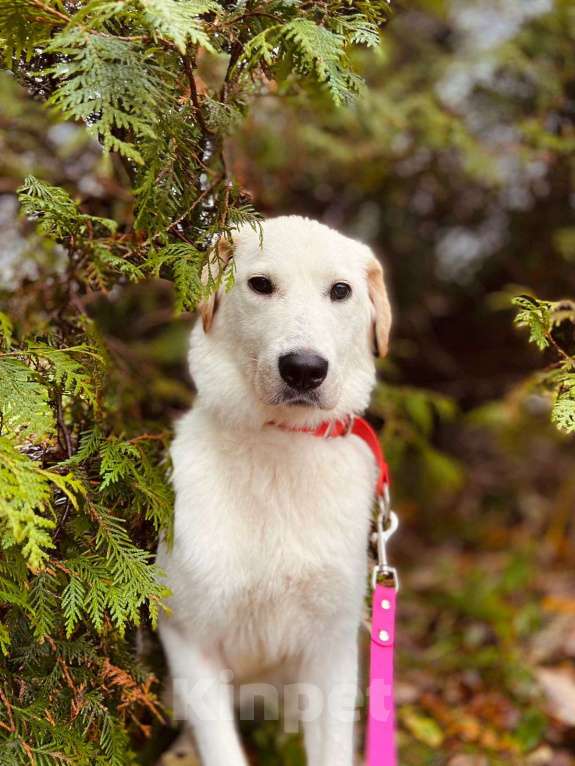 Собаки в других городах Московской области: Дэми якутенок Девочка, Бесплатно - фото 8