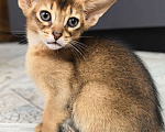 Кошки в других городах Московской области: Абиссинский котик  Мальчик, 75 000 руб. - фото 8
