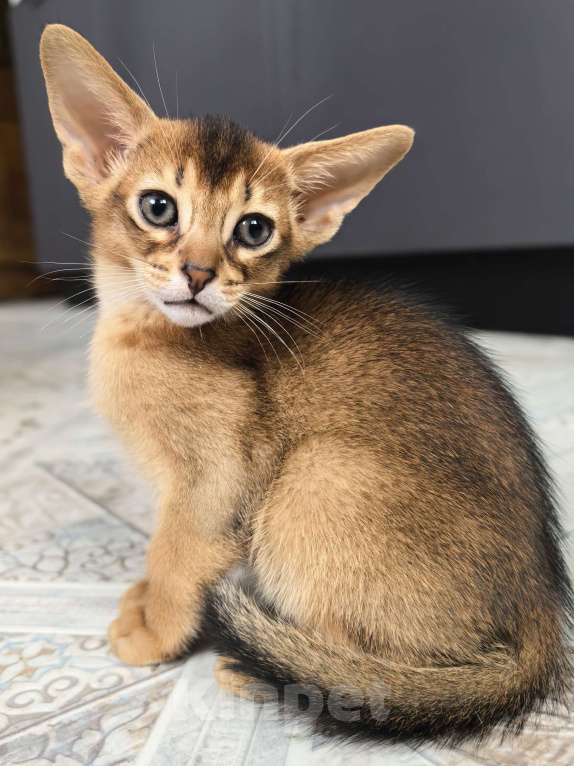 Кошки в других городах Московской области: Абиссинский котик  Мальчик, 75 000 руб. - фото 8