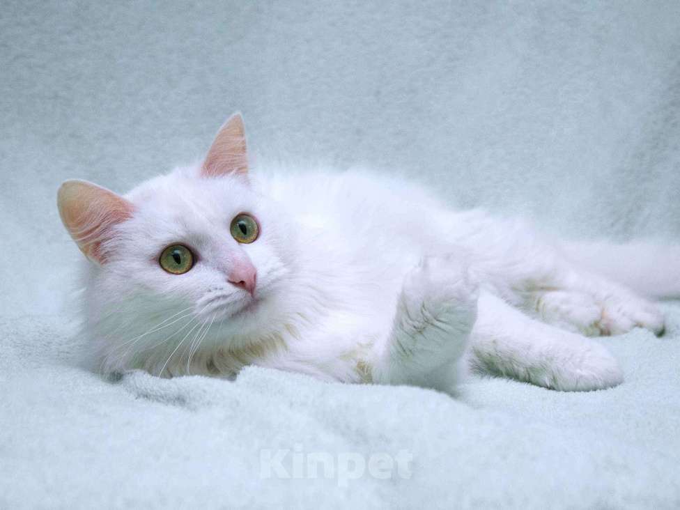 Кошки в Москве: Нежный ласковый белый котик Тимоша Мальчик, Бесплатно - фото 7