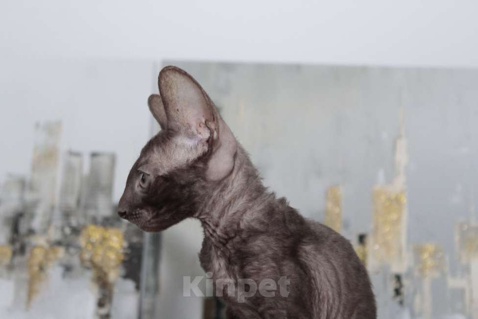 Кошки в Москве: шоколадный котик к резервированию Мальчик, 80 000 руб. - фото 2