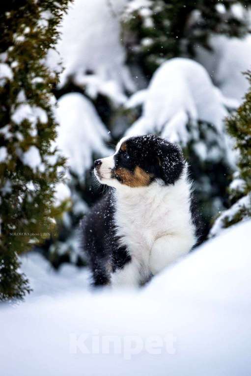 Собаки в Москве: Щенки Австралийской овчарки Мальчик, 50 000 руб. - фото 4