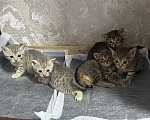 Кошки в Уфе: ОТДАЮ КОТЯТ В ДОБРЫЕ РУКИ Девочка, Бесплатно - фото 2