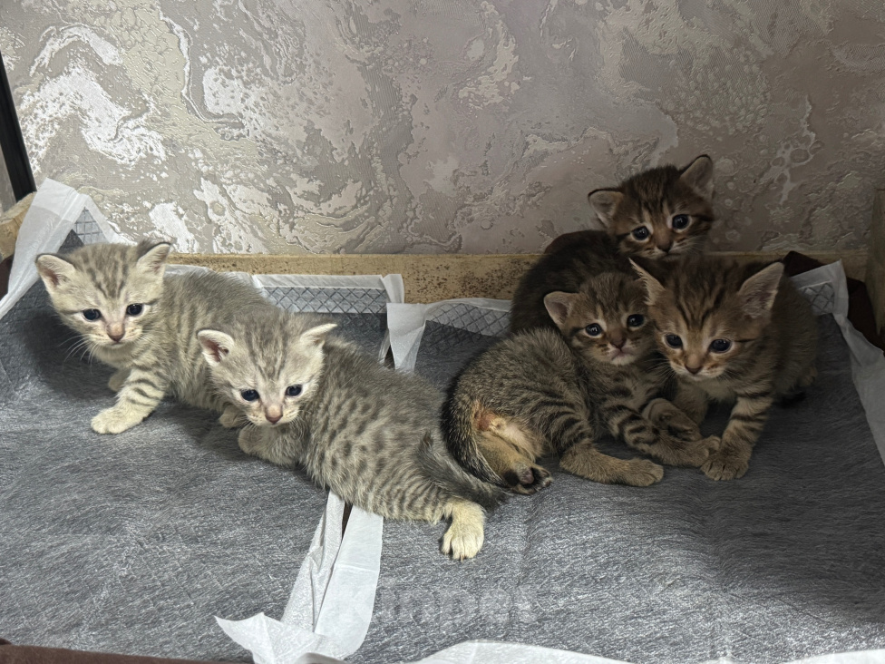Кошки в Уфе: ОТДАЮ КОТЯТ В ДОБРЫЕ РУКИ Девочка, Бесплатно - фото 2