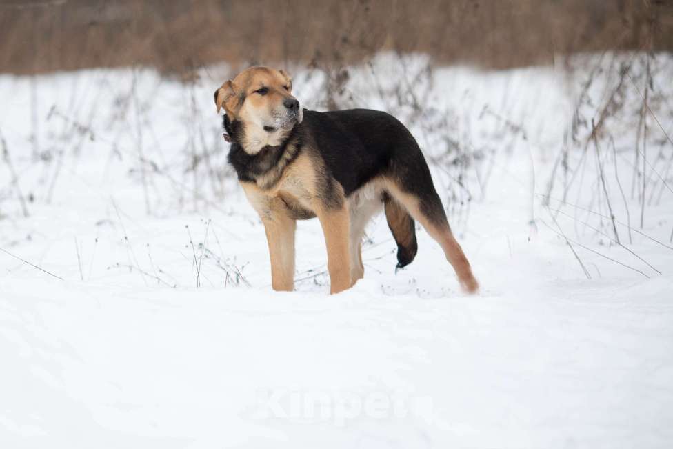 Собаки в Москве: Самый добрый парень ждет в приюте Мальчик, Бесплатно - фото 4