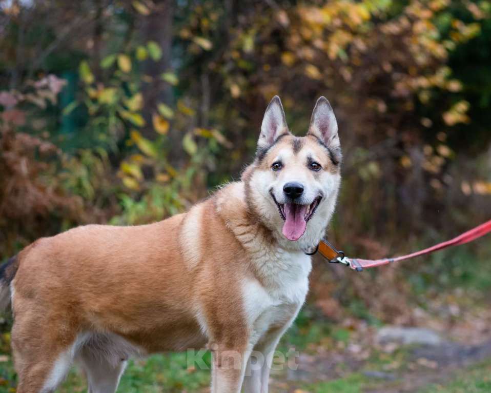 Собаки в Санкт-Петербурге: Красивый активный пёс Маффин ищет дом Мальчик, Бесплатно - фото 2