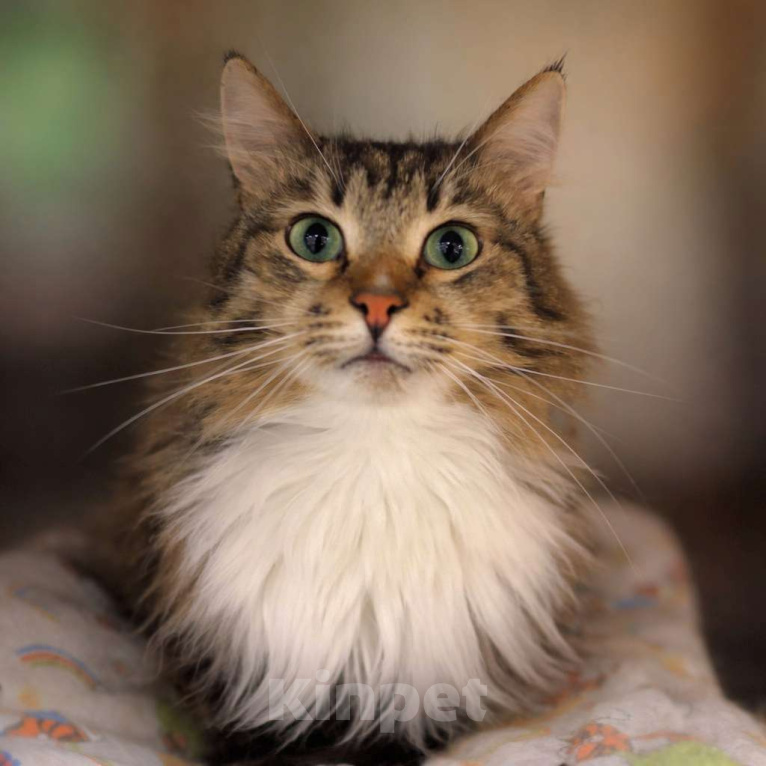 Кошки в Москве: Красивый, пушистый, ласковый кот в добрые руки Мальчик, Бесплатно - фото 1