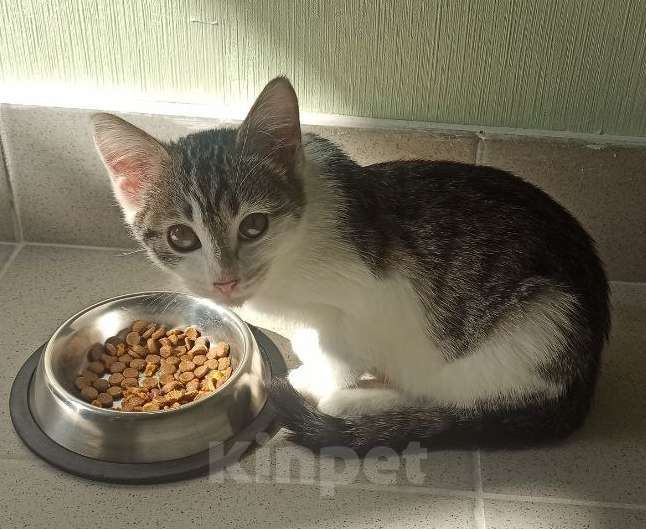 Кошки в Ульяновске: Ласковая девочка 2 мес. Девочка, Бесплатно - фото 7