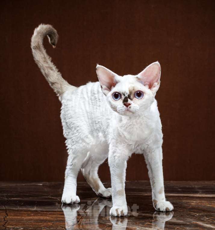 Кошки в Новосибирске: Девочка девон рекс Девочка, 60 000 руб. - фото 6