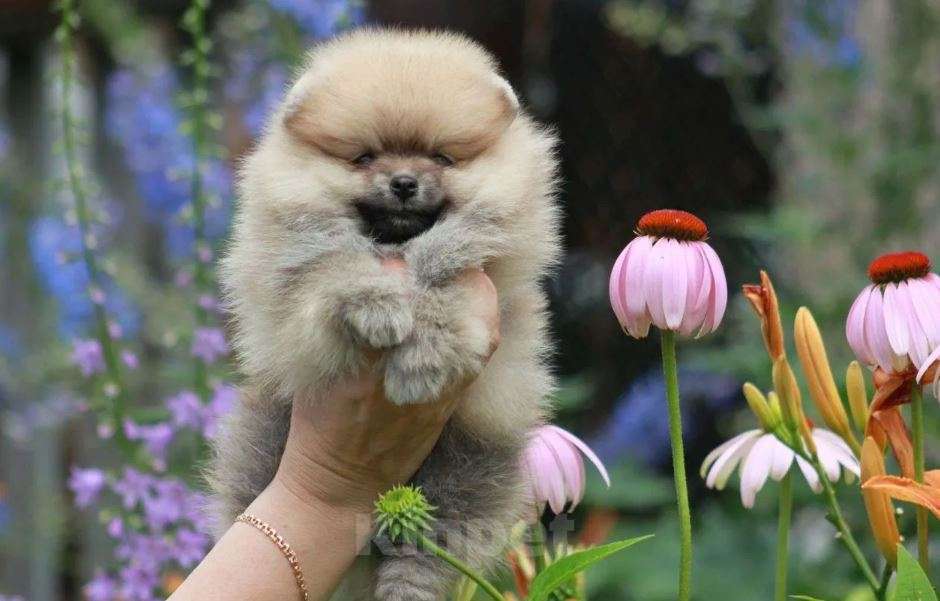 Собаки в Нижнем Новгороде: Померанский шпиц мини Девочка, Бесплатно - фото 5