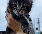 Кошки в других городах Ленинградской области: Мейн-кунок котенок (девочка) Девочка, 15 000 руб. - фото 1