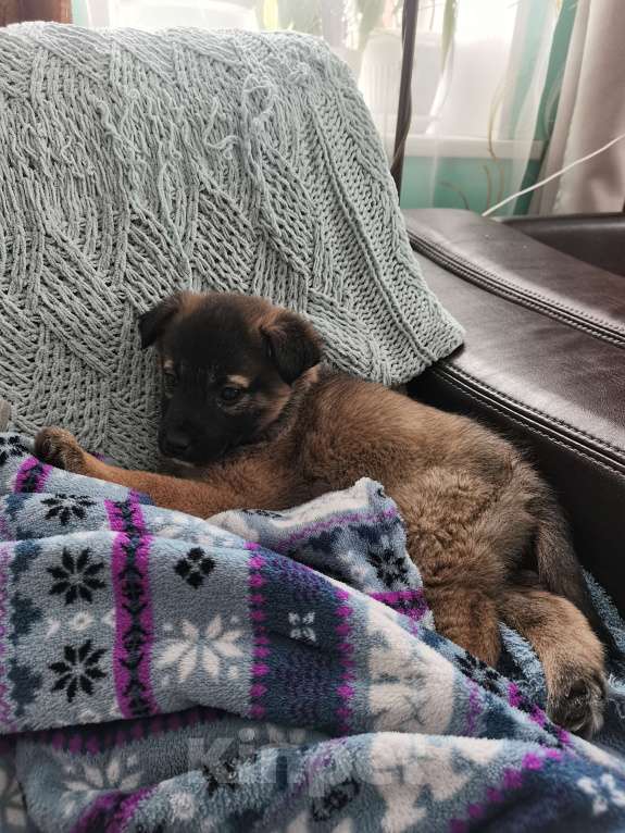 Собаки в других городах Тульской области: Отдам щенка в добрые руки Девочка, Бесплатно - фото 1